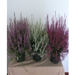 Calluna vulg. Garden Girls MIX 17cm GER