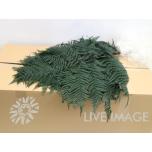 Dried Brackenfern paint Green 10pcs (pk)