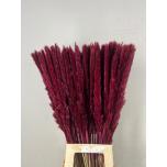 Dried Cortaderia paint Silvy Bordeaux 85cm (pk)