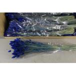 Dried Phalaris Dark Blue 100g 70cm (pk)