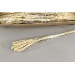 Dried Setaria Bleached (50g) 70cm (pk)