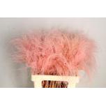 Dried Stypha Light Pink 60cm (pk)