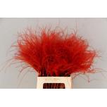 Dried Stypha penata Red 60cm (pk)