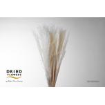 Dried Miscanthus Bleached 10pcs 70cm (pk)