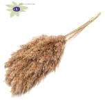 Dried Cortaderia Pampas grass Natural 5pc/bunch 100cm (pk)