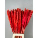 Dried Cortaderia paint Silvy Red / Orange 10pc/bunch 85cm (pk)