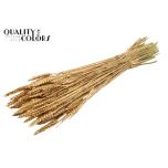 Dried Triticum Antique Gold 60cm (pk)