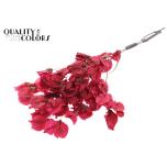 Dried Bougainvillea Poly Red (pk)