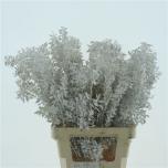 Dried Ruscus paint White 70cm (tk)