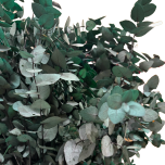 Dried Eucalyptus Cinerea GREEN 70cm (pk)