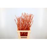 Dried Kuwa Asian Mulberry Branches Bronze 12pc/bunch 70cm (pk)