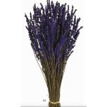 Dried Lavandula Dark Blue Preserved 45cm (pk)