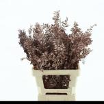 Dried Ruscus paint Rose Gold 5pc/bunch 70cm (pk)