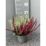 Calluna vulgaris Beauty Ladies "Sisters" 12cm GER (8tk alusel)