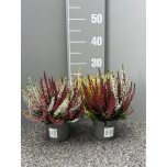 Calluna vulgaris ´Trio Girls´ 12cm GER (8tk alusel)