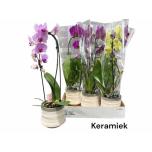 Arr phalaenopsis 12cm