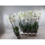 Phalaenopsis Kuuking other white 12cm