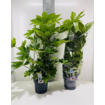 Fatsia japonica other 24cm h120