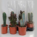 Cactus Kaktus mix other 17cm