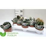 Cactus Kaktus 12cm mix Pharma Puglia