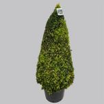 Buxus Pukspuu 40cm koonus