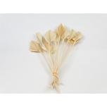 Dried Palm Spear mini Bleached 5pcs (pk)