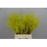 Dried Stypha Yellow 40cm (pk)