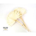 Dried Palm Sun Spear Bleached 5pcs 50cm (pk)