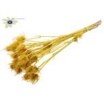 Dried Cardi distel paint Yellow 10pc/bunch 55cm (pk)