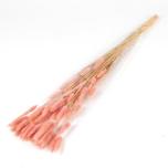 Dried Lagurus Pink (50g) 70cm (pk)