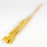 Dried Lagurus Yellow (50g) 70cm (pk)