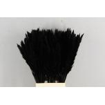 Dried Cortaderia Silvy paint Black 5pcs 85cm (pk)