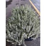 Calluna vulgaris Garden Girls 12cm GER (8tk alusel)