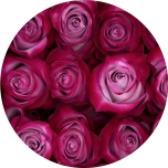 R GR DEEP PURPLE 50CM (Ayanna)