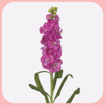 Matthiola Fuchsia - Naistepäev 2025