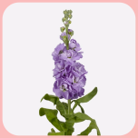 Matthiola Light Purple - Naistepäev 2025