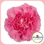 Dianthus Nelk ST TONIC GOLEM (CO)*20 - Naistepäev 2025