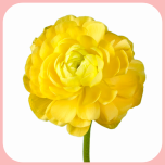 Ranunculus Clooney Yellow - Naistepäev 2025