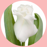 Tulp White Liberstar - Naistepäev 2025