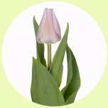 Tulp si Sweet Breeze - Sõbrapäev 2025