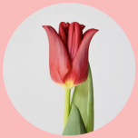 Tulp cr Red Dress - Naistepäev 2025