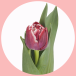 Tulp db Soulmate - Naistepäev 2025