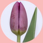 Tulp si Purple - Naistepäev 2025