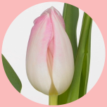 Tulp si Light Pink - Naistepäev 2025