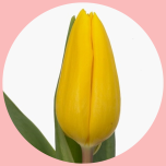 Tulp si Yellow - Naistepäev 2025