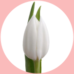 Tulp White - Naistepäev 2025