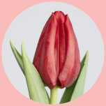 Tulp Red - Naistepäev 2025