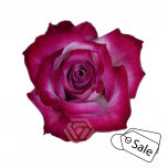 R GR DEEP PURPLE 70CM (ALE)