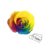 R GR TINTED RAINBOW 70CM (ALE)