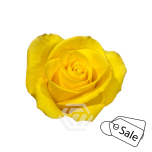 R GR YELLOW SUMMER 50CM (ALE)